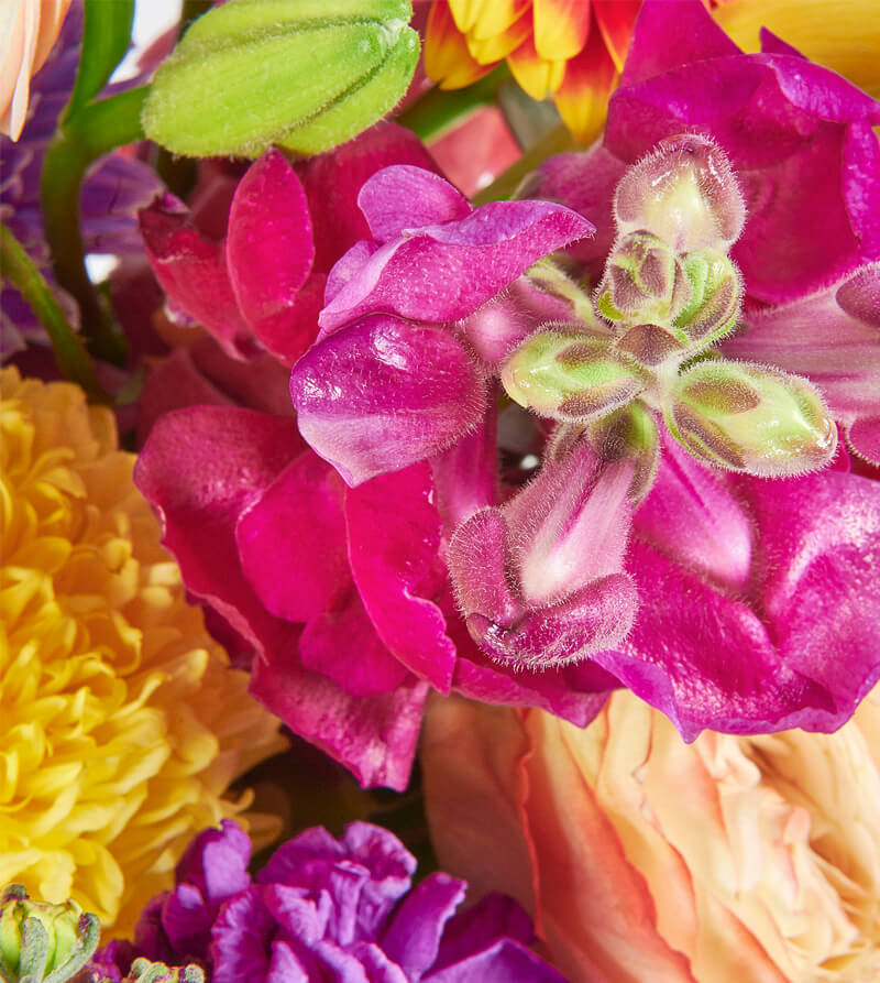 Bright-Bloom_d-Hat-Box-th2_800x