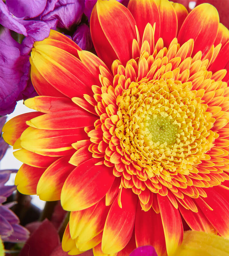 Bright-Bloom_d-Hat-Box-th3_800x