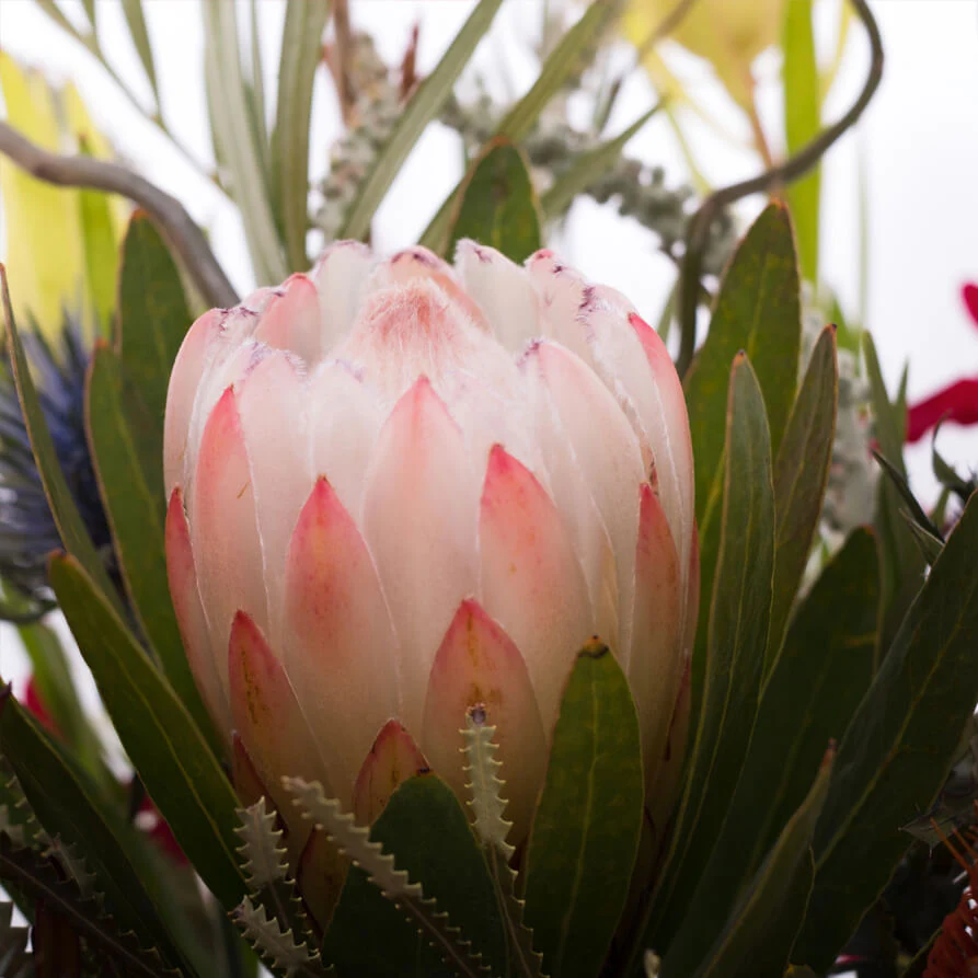 Native-Deluxe-Cube-th2_893x