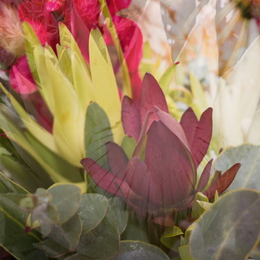 Native-Deluxe-Cube-th3_893x