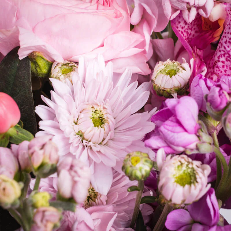 Raspberry-Rainbow-Window-Box-TH4_800x