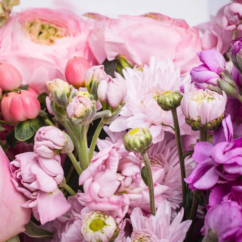 Raspberry-Rainbow-Window-Box-TH6_800x