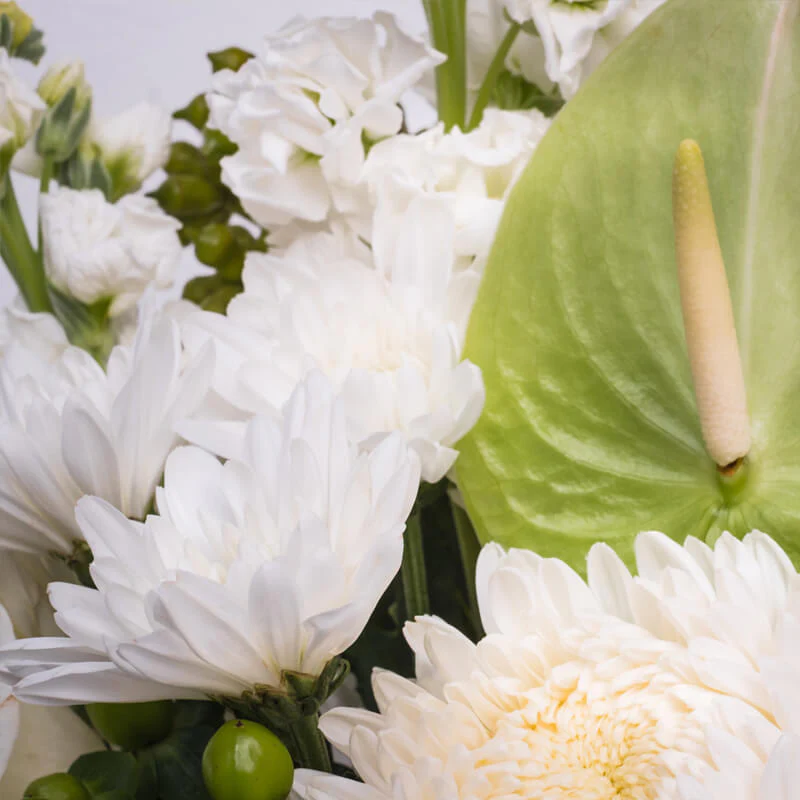 White-Window-Box-TH2_800x