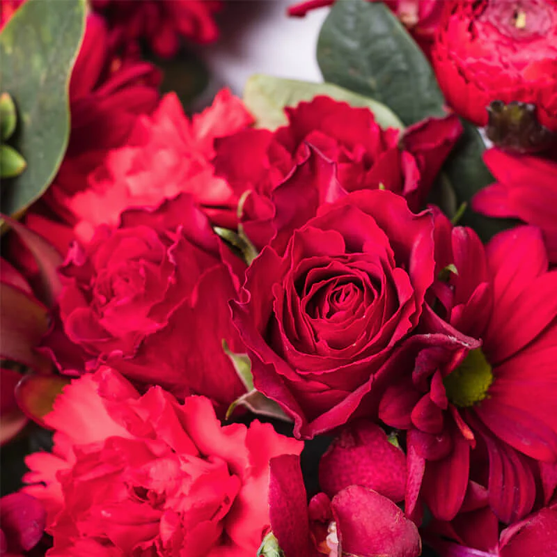 Burgundy-Breath-TH3_800x