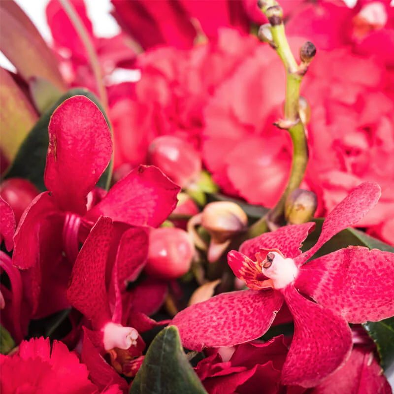 Burgundy-Breath-TH4_800x