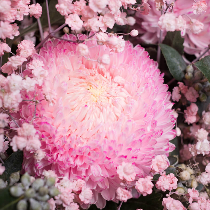 Miss-Lillypilly-th1_893x