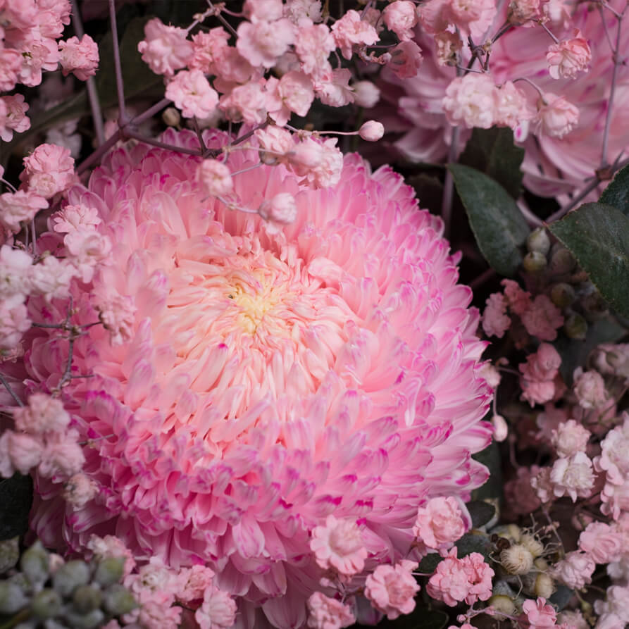 Miss-Lillypilly-th2_893x