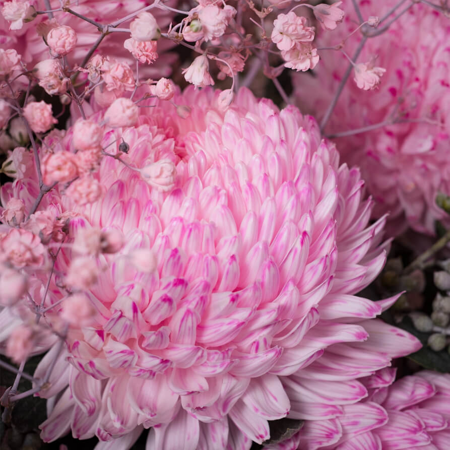 Miss-Lillypilly-th3_893x