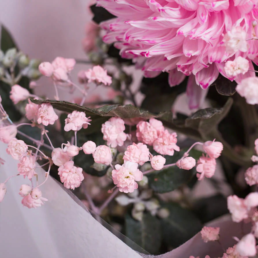 Miss-Lillypilly-th4_893x