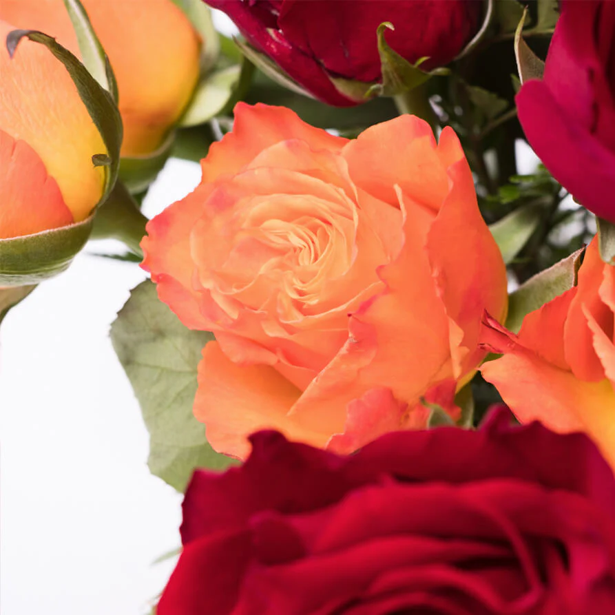 Orange-Red-Roses-Vase-th1_893x