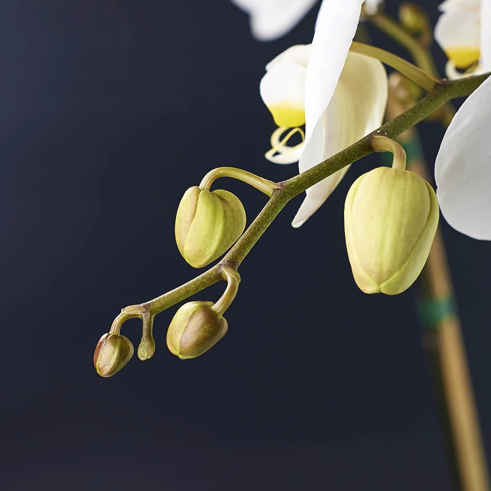 Orchid-three-detail-2_1000x