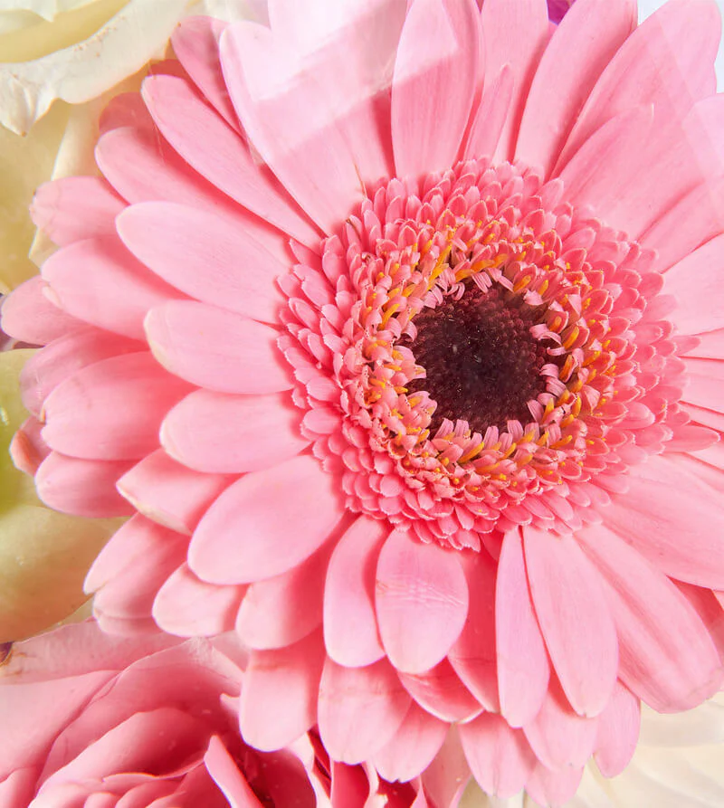 Pastel-Bloom_d-Garden-Bowl-th3_800x