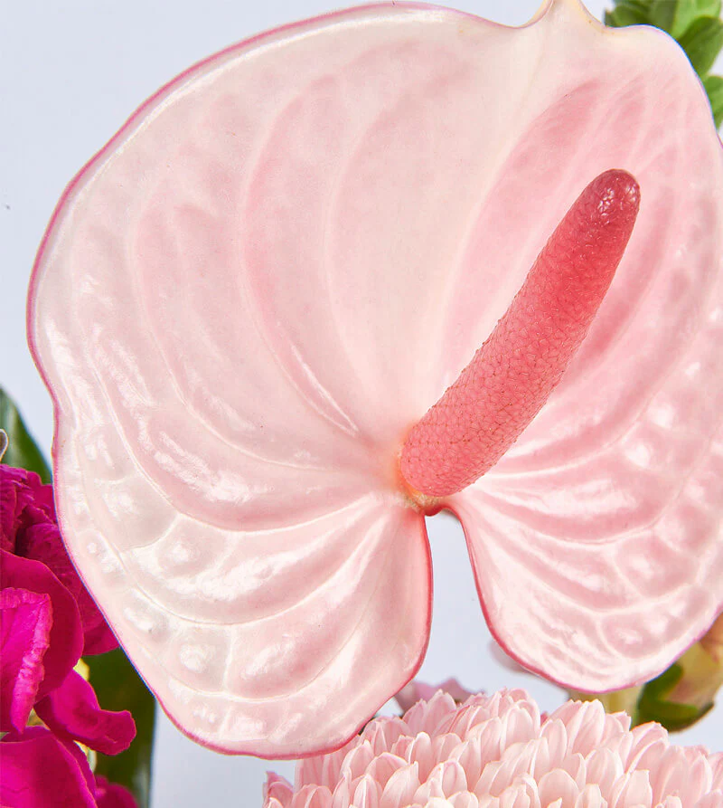 Pink-Bloom_E2_80_99d-Hat-Box-th2_800x