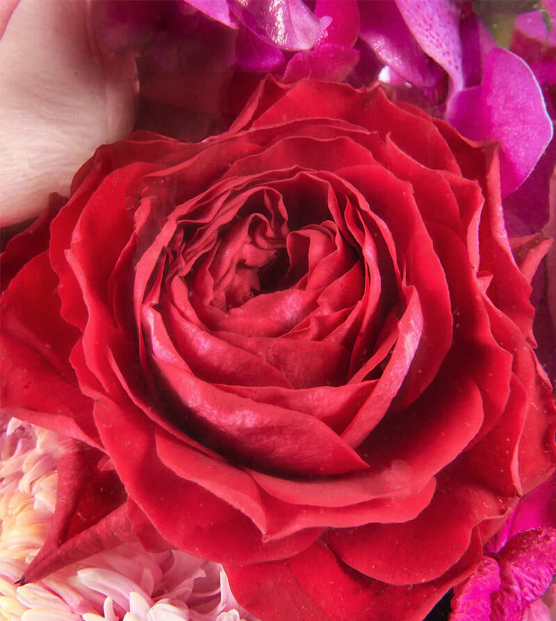 Pink-Bloom_d-Garden-Bowl-th2_800x