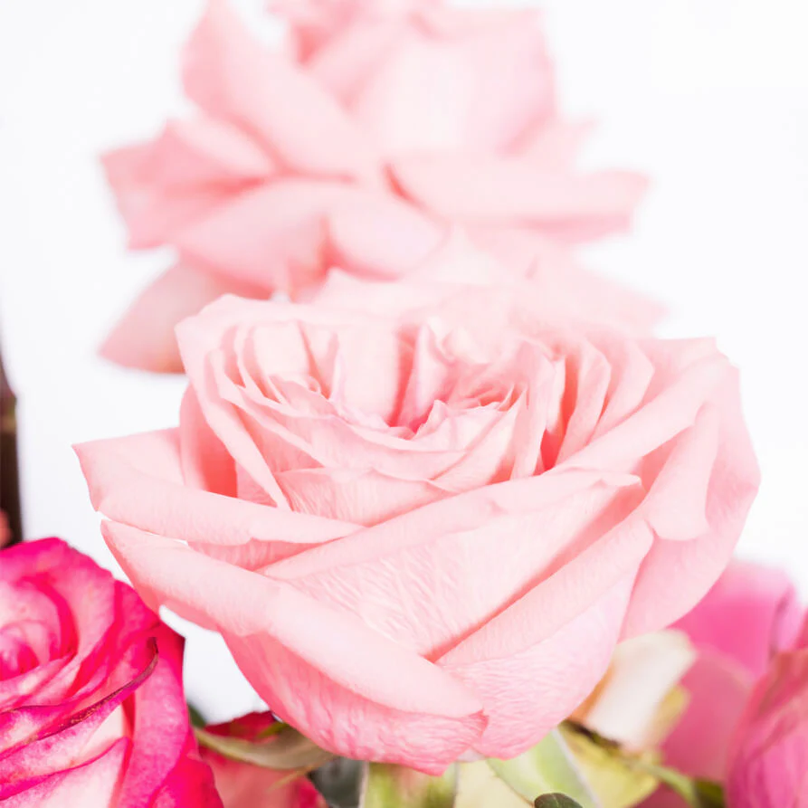 Pinks-Roses-Vase-th3_893x