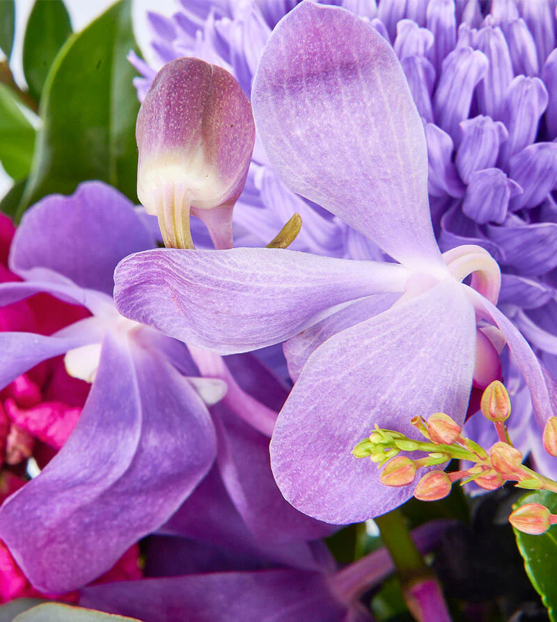 Purple-and-Pink-Blooming-Garden-th2_800x