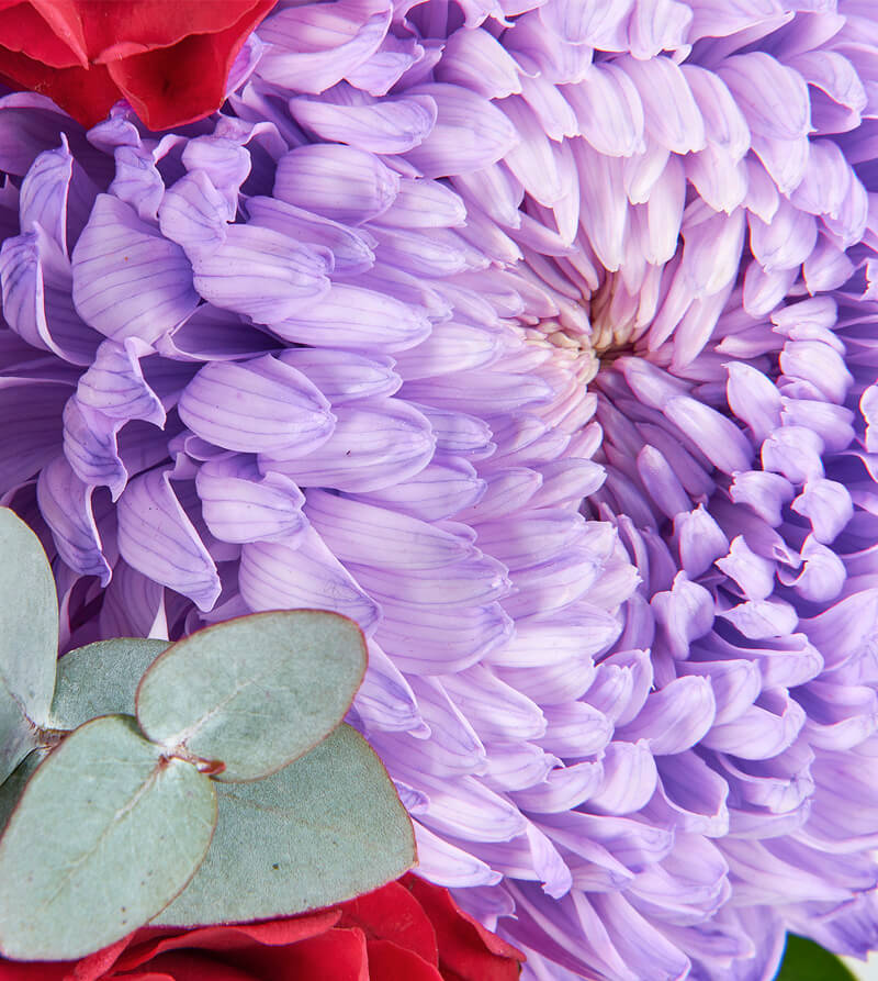 Purple-and-Pink-Blooming-Garden-th3_800x