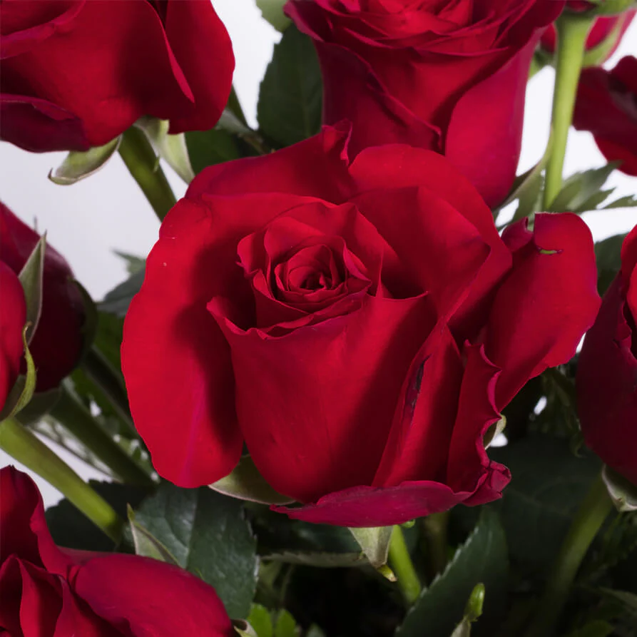 Red-Roses-Vase-th1_893x