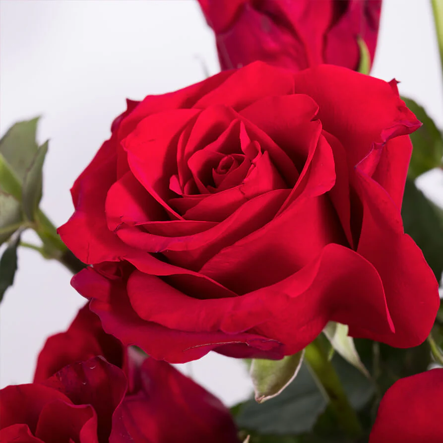 Red-Roses-Vase-th2_893x