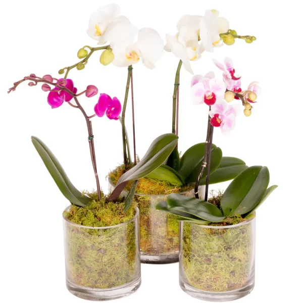 Small-Orchid-Plant_1000x