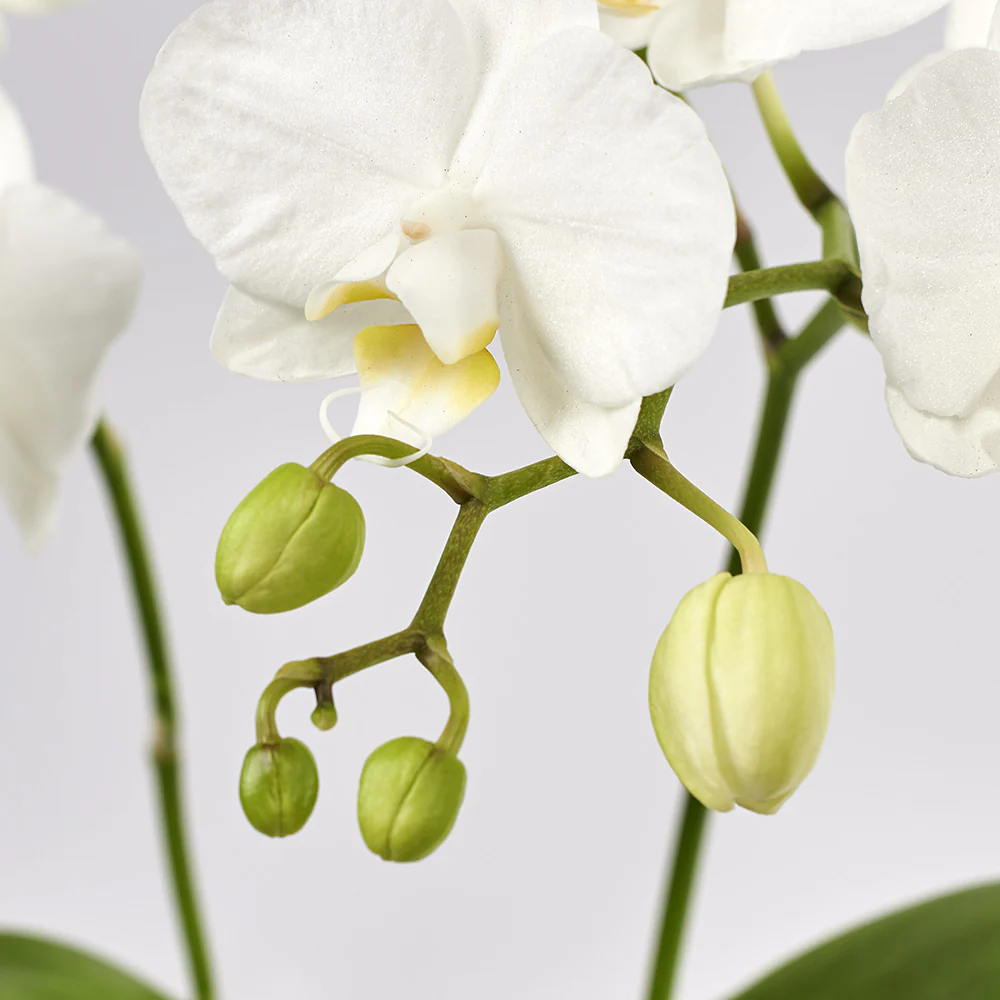 Small-Orchid-detail1_1000x