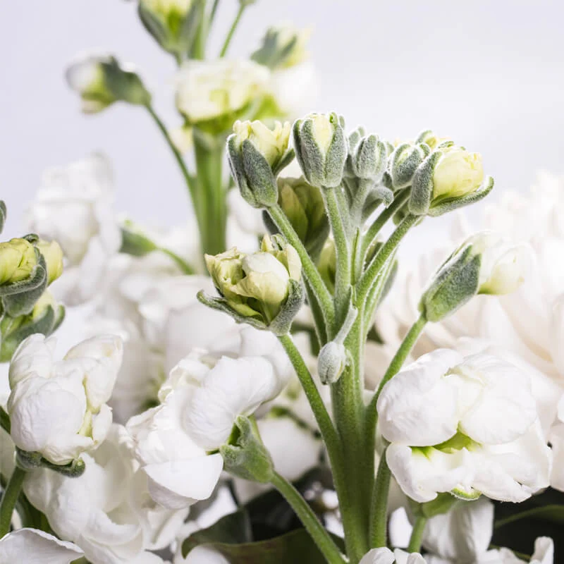 White-Deluxe-Cube-TH2_800x