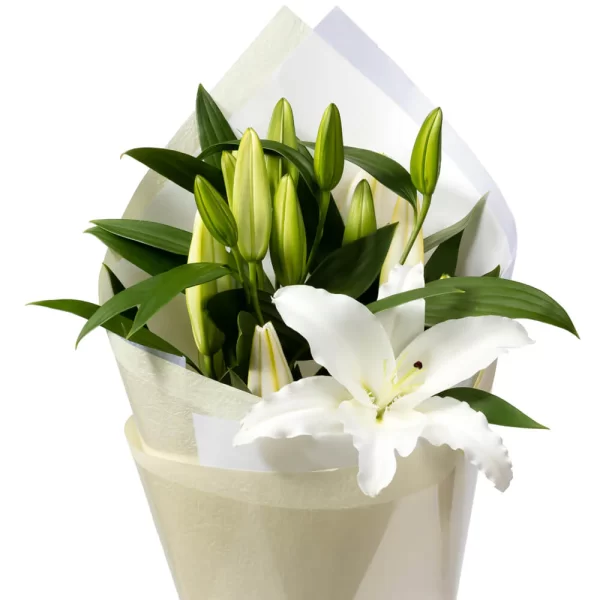White-Lily-Stems_1000x