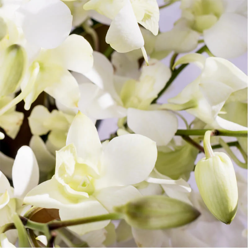 White-Orchid-Vase-TH3_800x